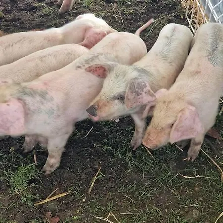 D Joao 2* Miranda do Douro