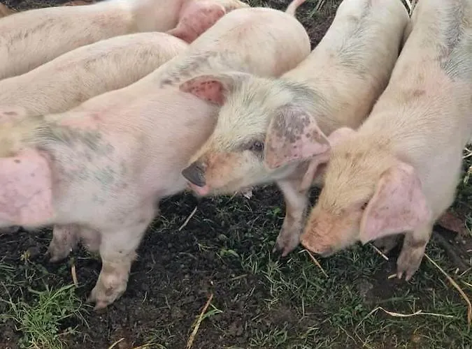 Hotel Miranda Do Douro 2* Miranda do Douro